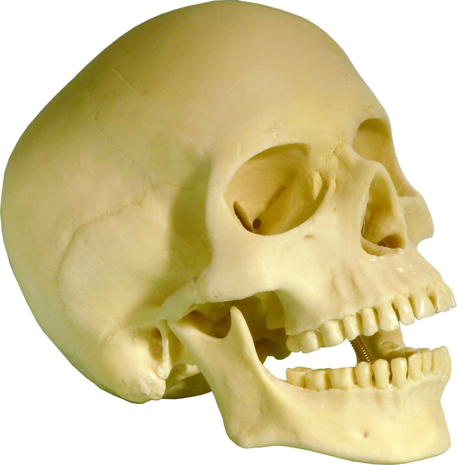 Life Size Human Skull Replica with open-close articulating-movable Mandible-jaw