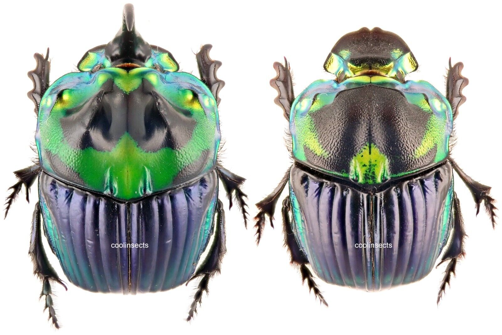 Insect - SCARABAEIDAE Phanaeus imperator - Argentine - Big Pairs ....
