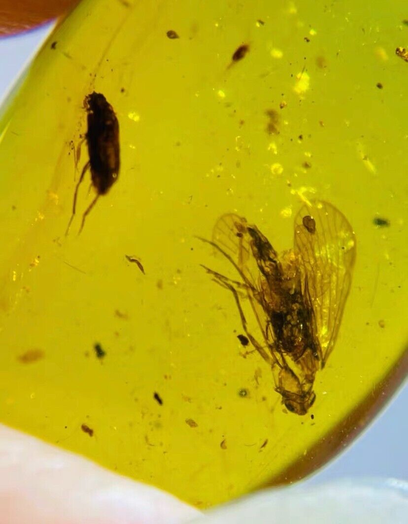 Cretaceous burmite Fossil Burmese burmite Beetle insect fossil amber Myanmar