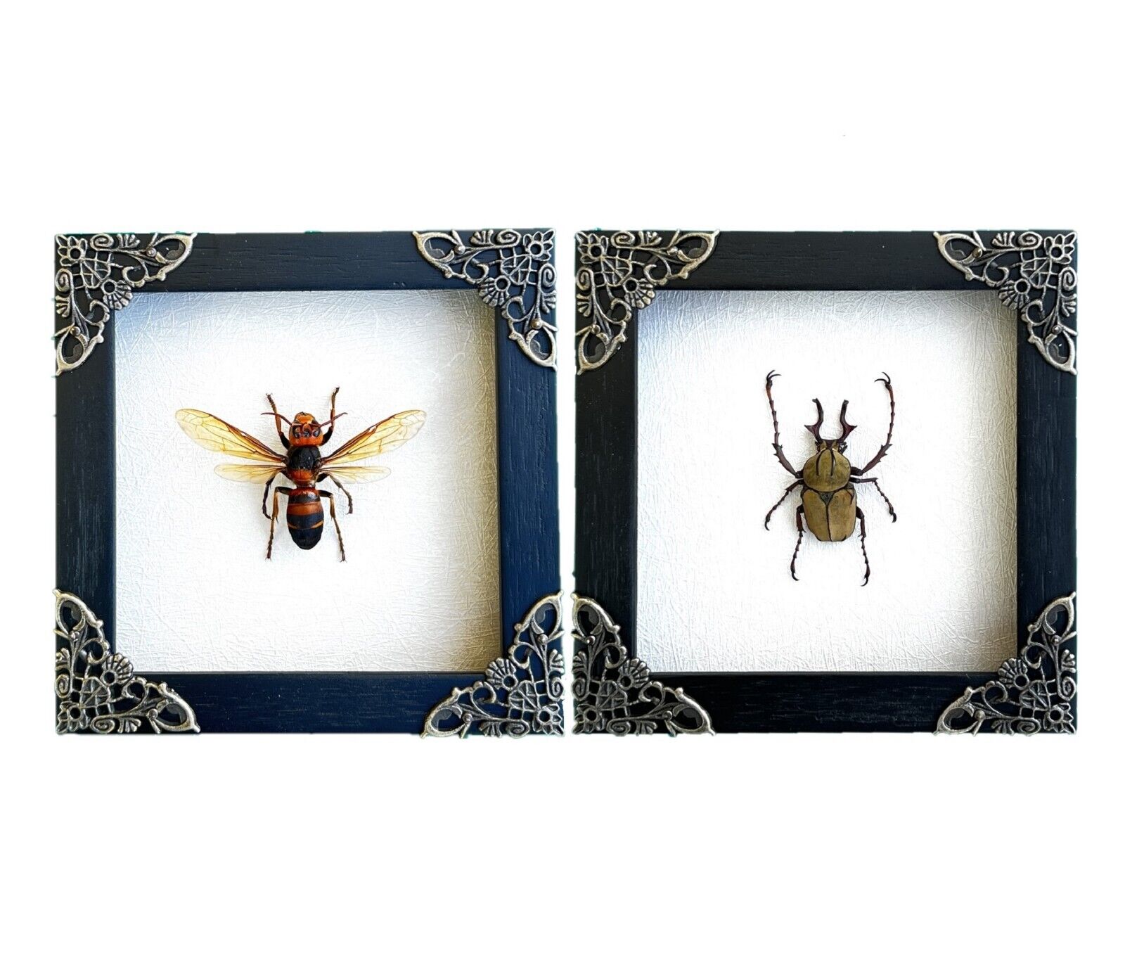 2 Real Framed Wasp Beetle Wooden Shadow Box Dead Insect Dried Bug Taxidermy