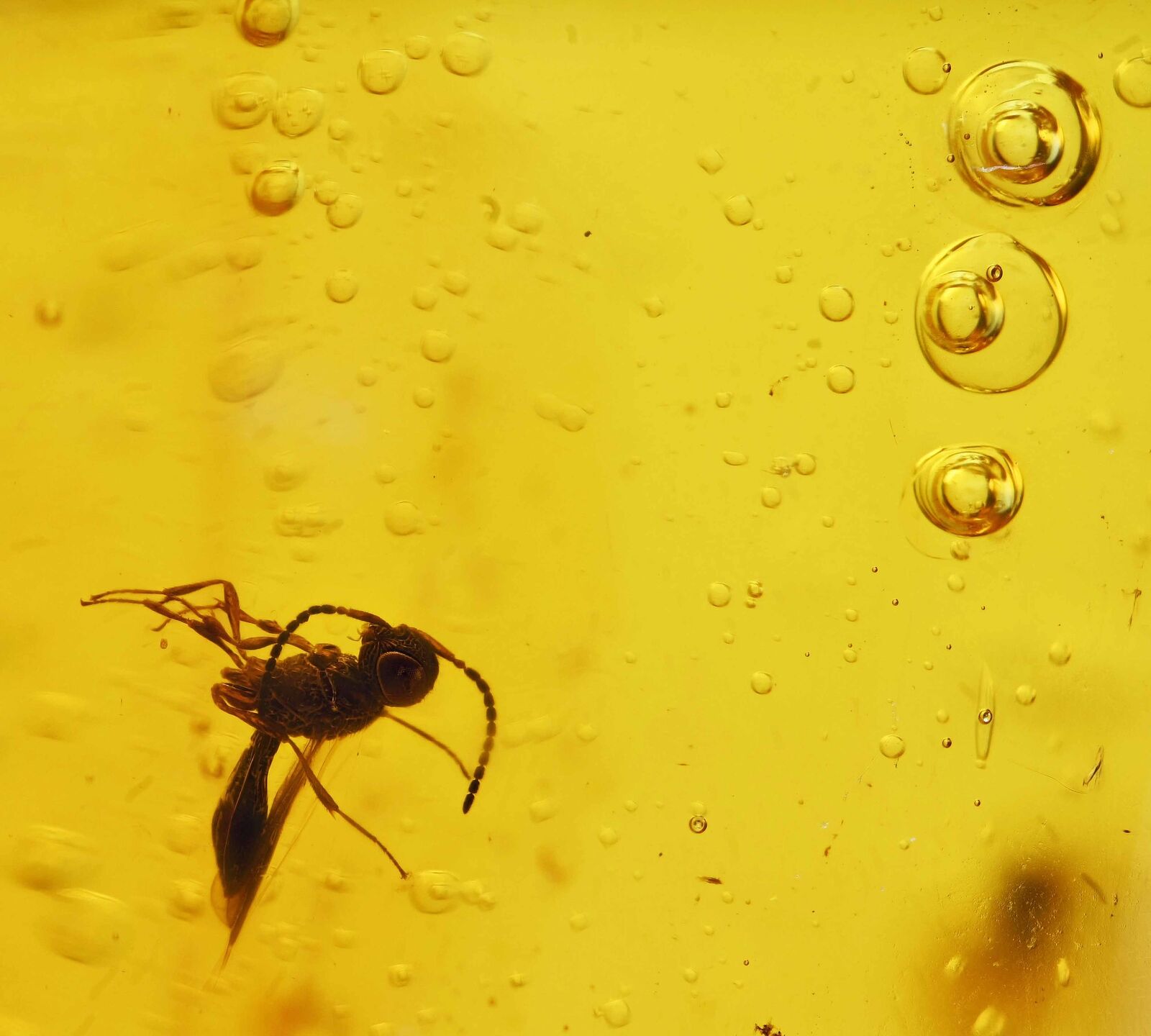 Detailed Hymenoptera (Wasp) with enhydros, Fossil Inclusion in Dominican Amber