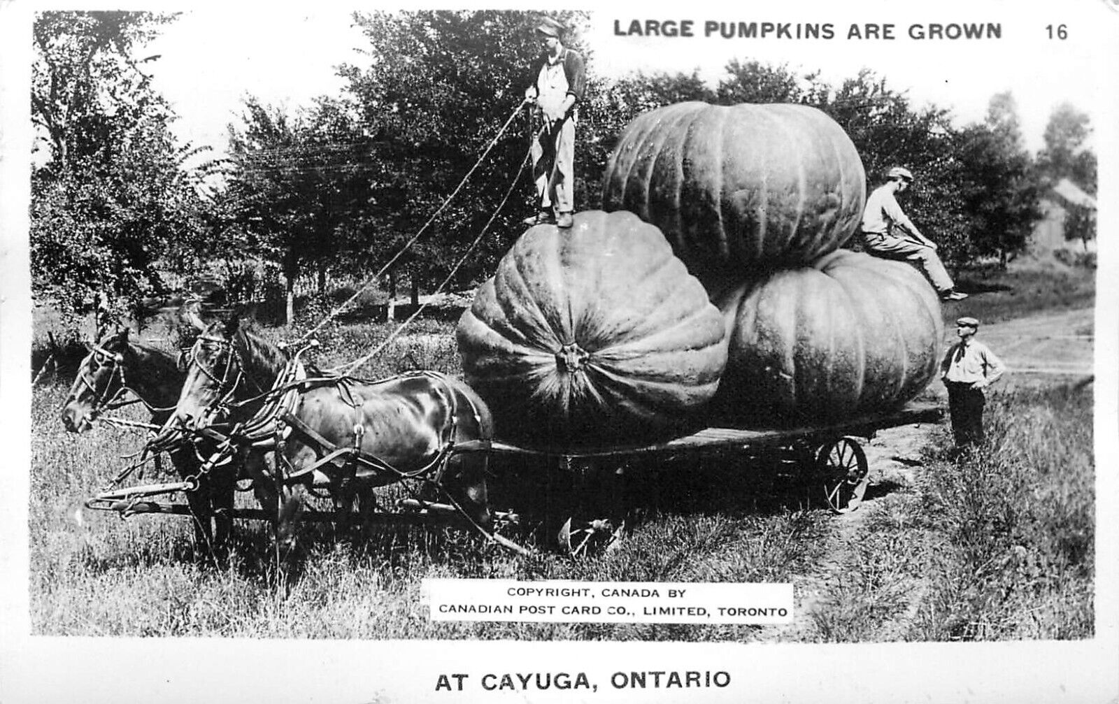 RPPC Postcard Exaggeration Large Pumpkins Are Grown at Cayuga Ontario Canada 16