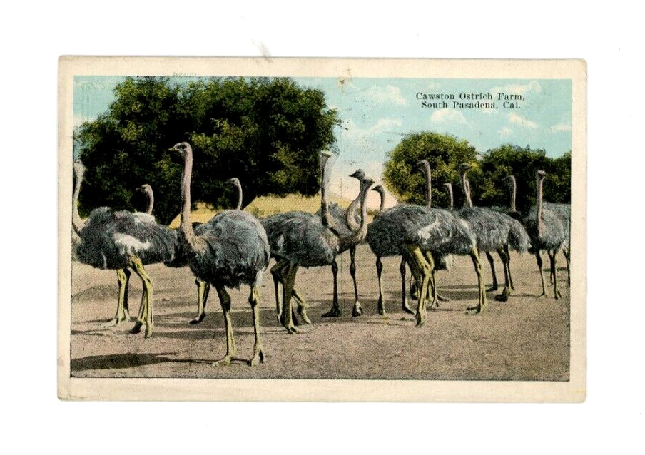 Vintage Animal  Postcard  BIRDS  CAWSTON OSTRICH FARM CALIFORNIA POSTED 1924