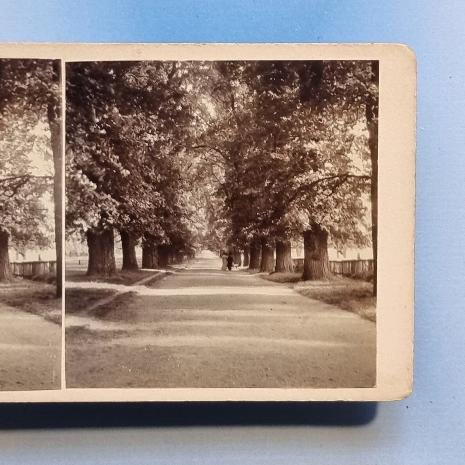 Windsor Stereoview 3D C1925 Real Photo Long Walk Tree Lined Avenue Berkshire