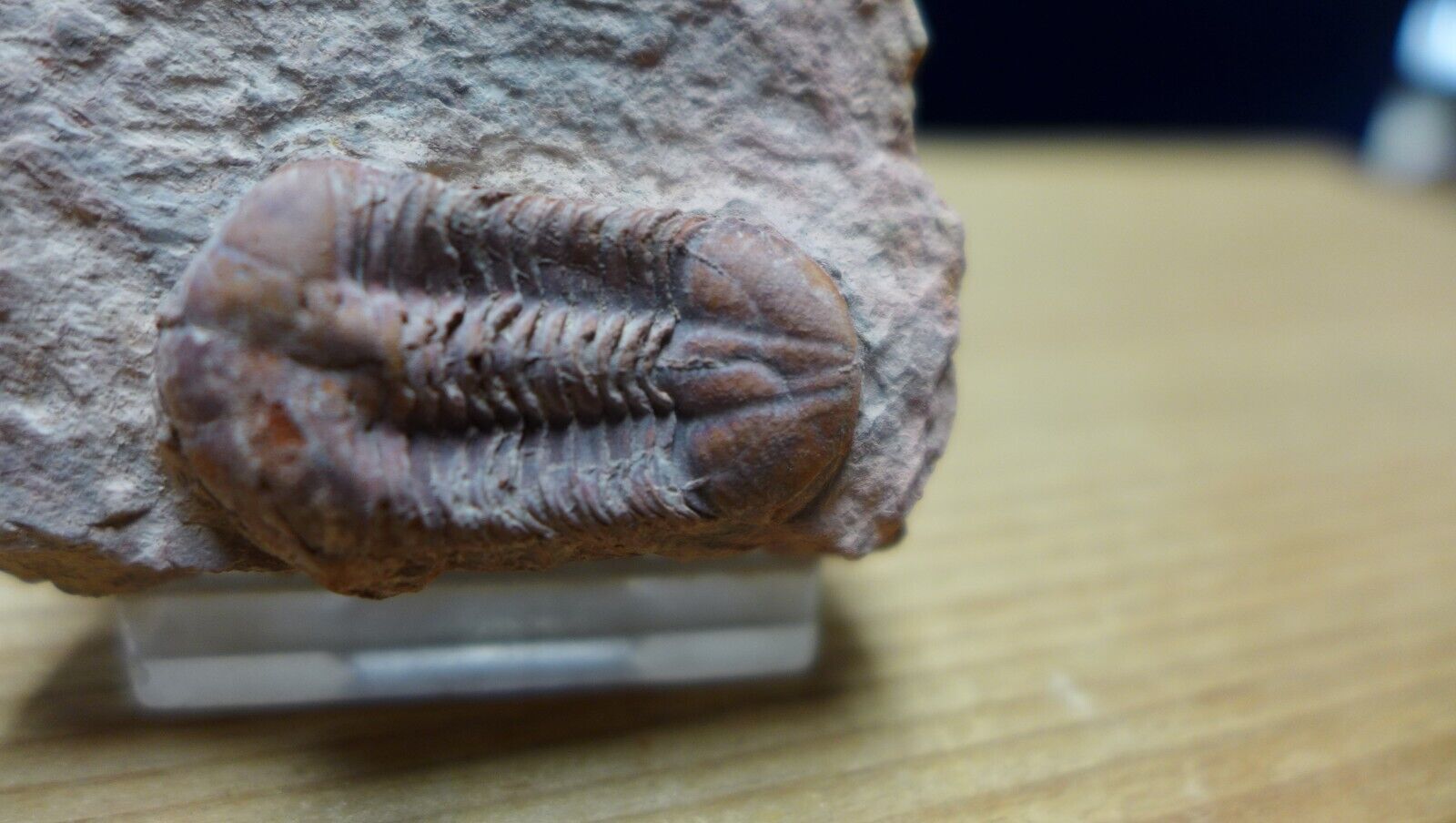 GEOLOGICAL ENTERPRISES Devonian Fossil Trilobite Ductina vietnamica