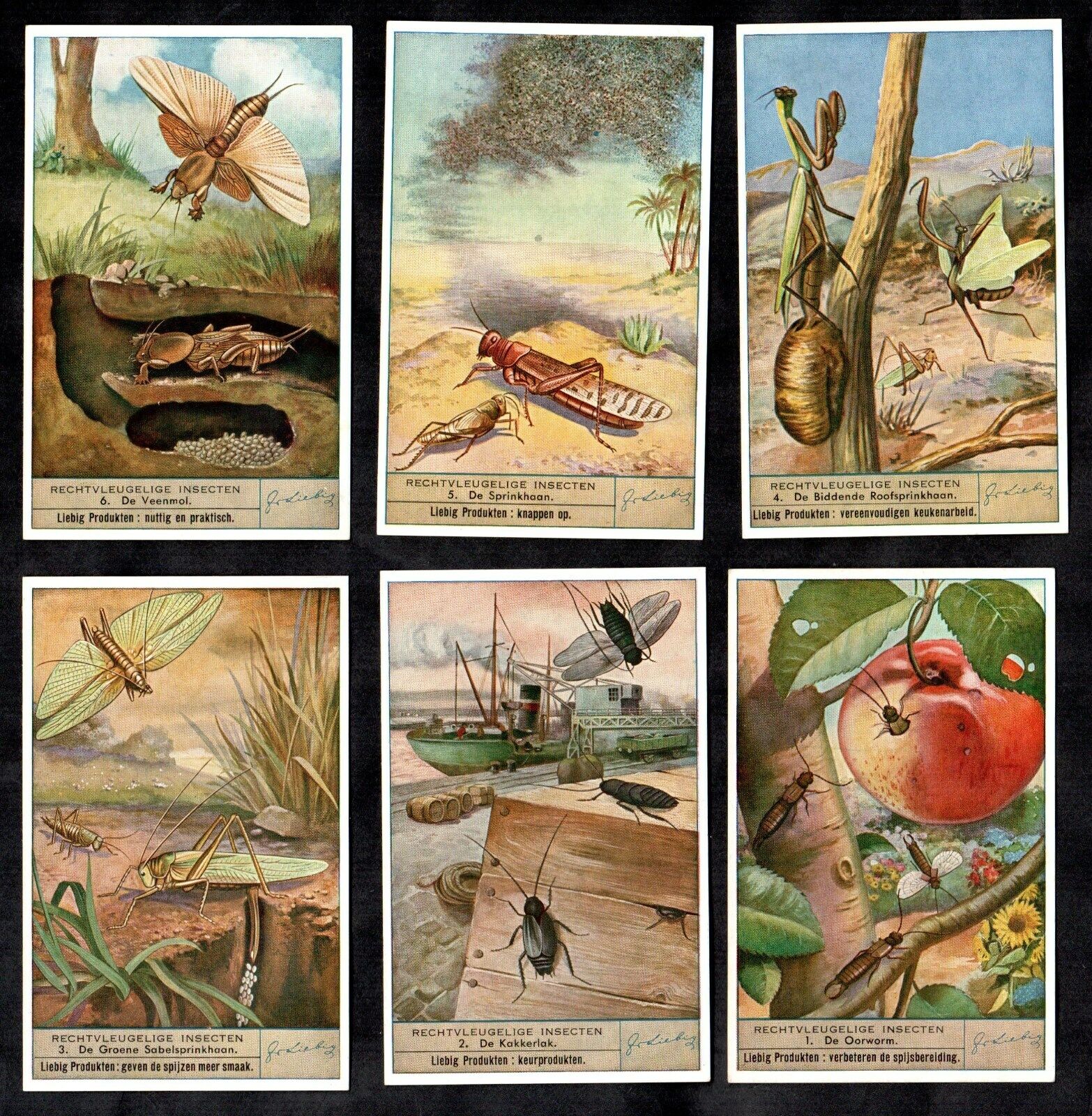 The Locust Family Card Set Liebig 1947 Insectes Orthopteres Crop Pests Plague