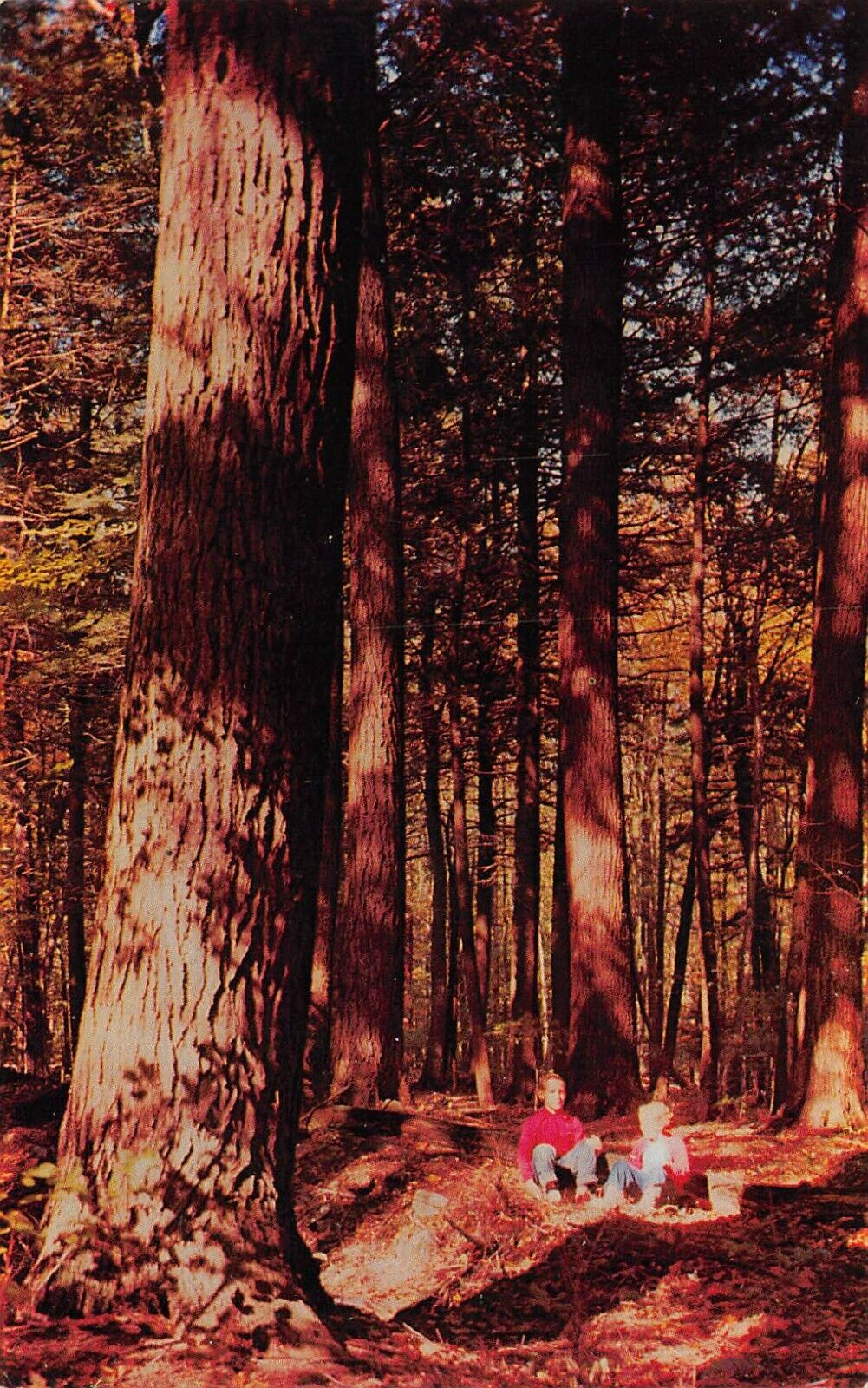 Benton Ricketts Glen State Park Pennsylvania Hemlock Tree Forest Vtg Postcard T4