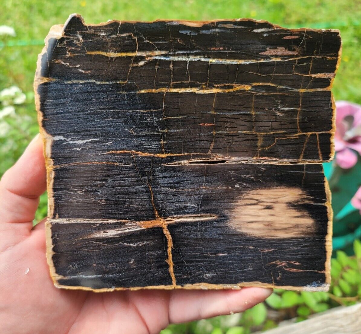 Rare Schilderia Adamanica Petrified Wood Slab Utah Polished Slab Board Cut #2