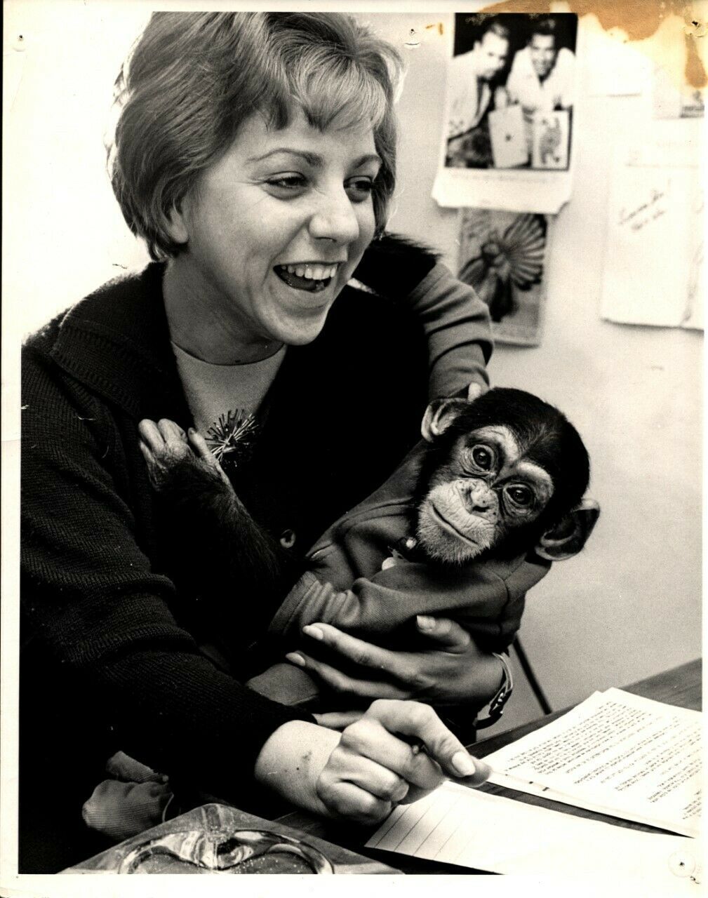 Vintage MONKEY CHIMP Dressed up Sit On Reporter Woman Lap L.A Times Press Photo