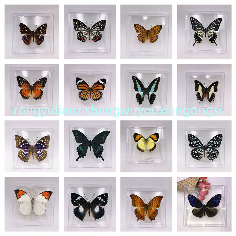 10pcs Real Butterfly Specimen （Non repeating butterfly）