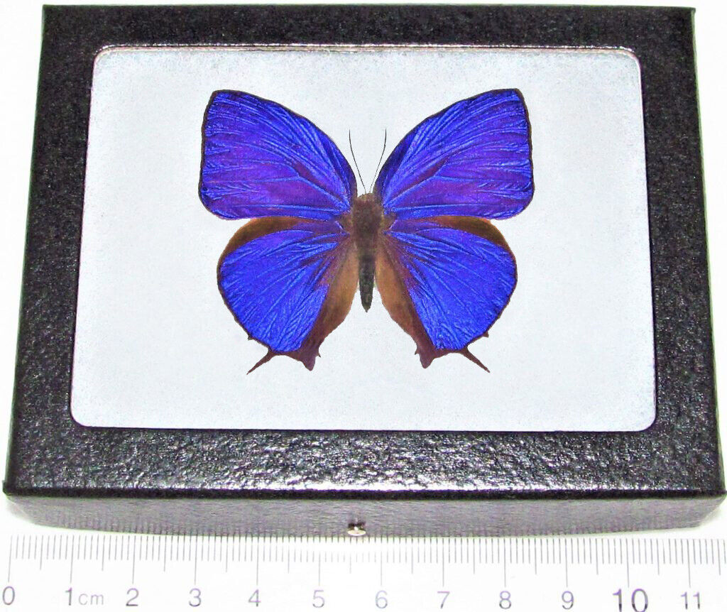 Arhopala hercules purple blue butterfly Indonesia framed