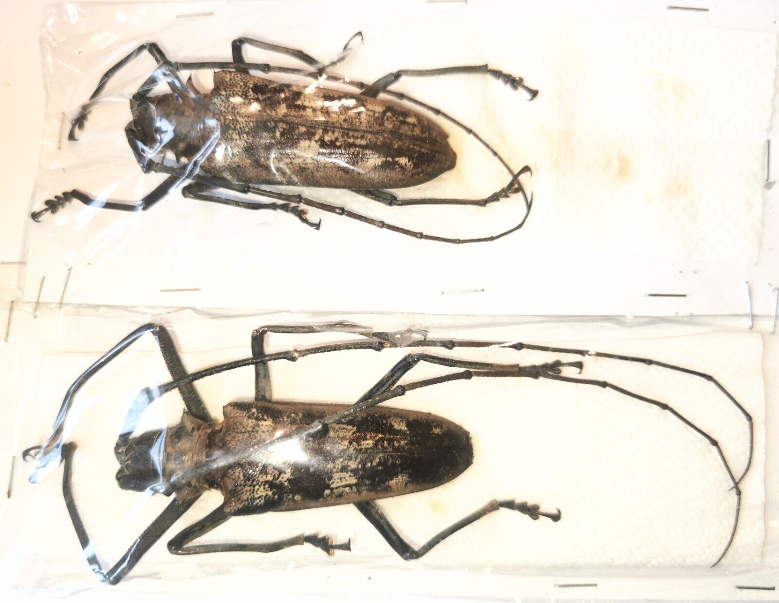 Cerambycidae Batocera gerstaeckeri A1 PAIR 72mm+ from PELENG - #0369L