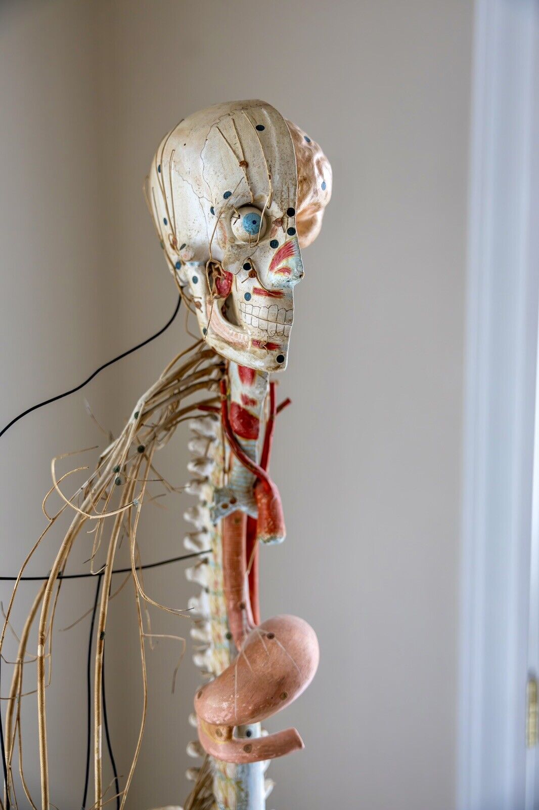 Clay Adams Nervous System Anatomical  Anatomy Medical Model Antique/Vintage