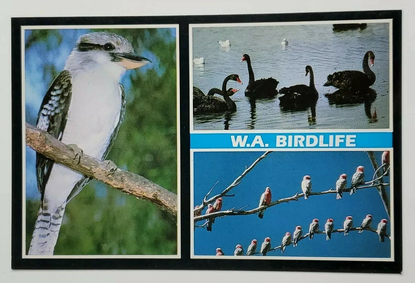 Postcard W A Birdlife Western Australia Kookaburra Black Swans Galahs A1