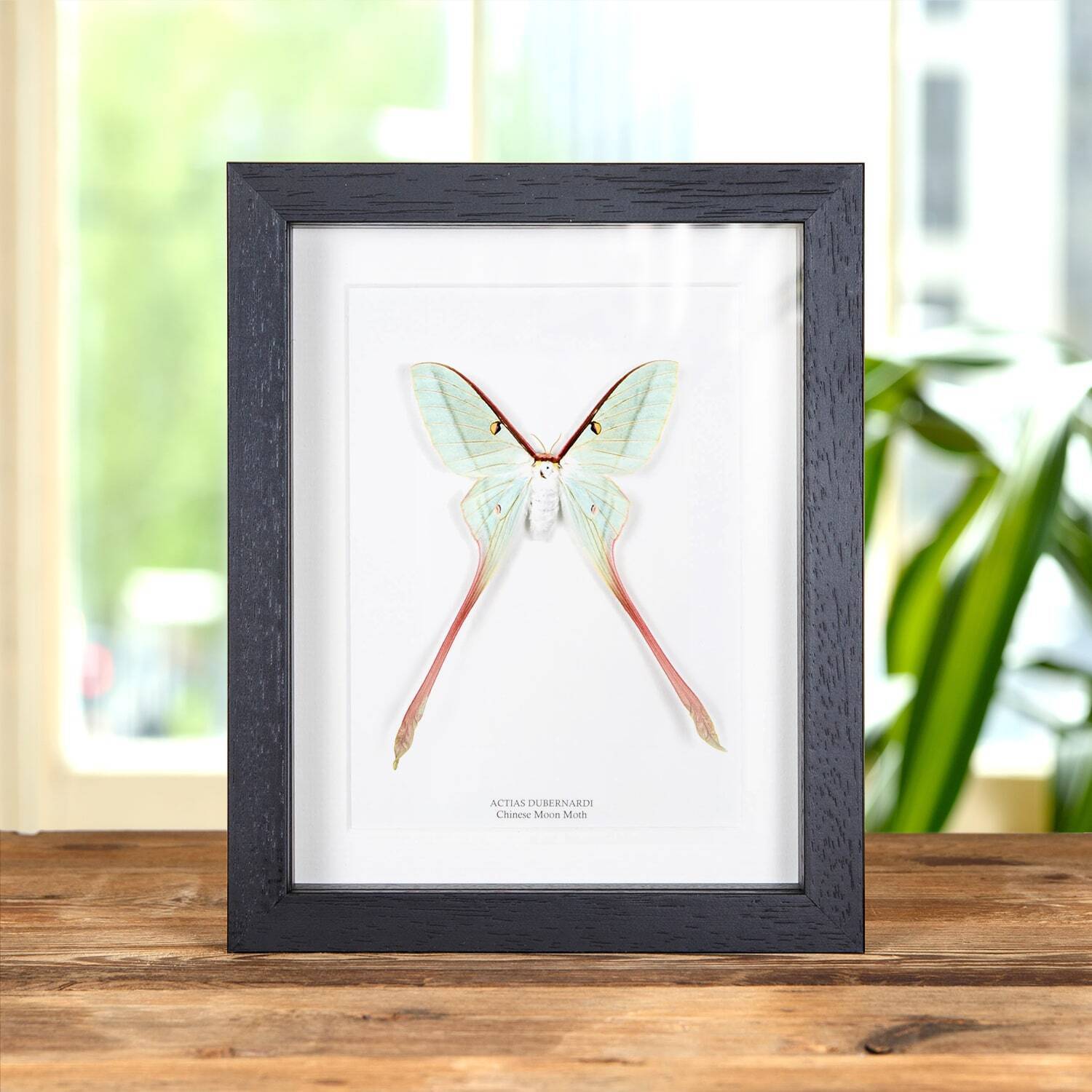 Female Chinese Moon Taxidermy Moth Frame (Actias dubernardi)