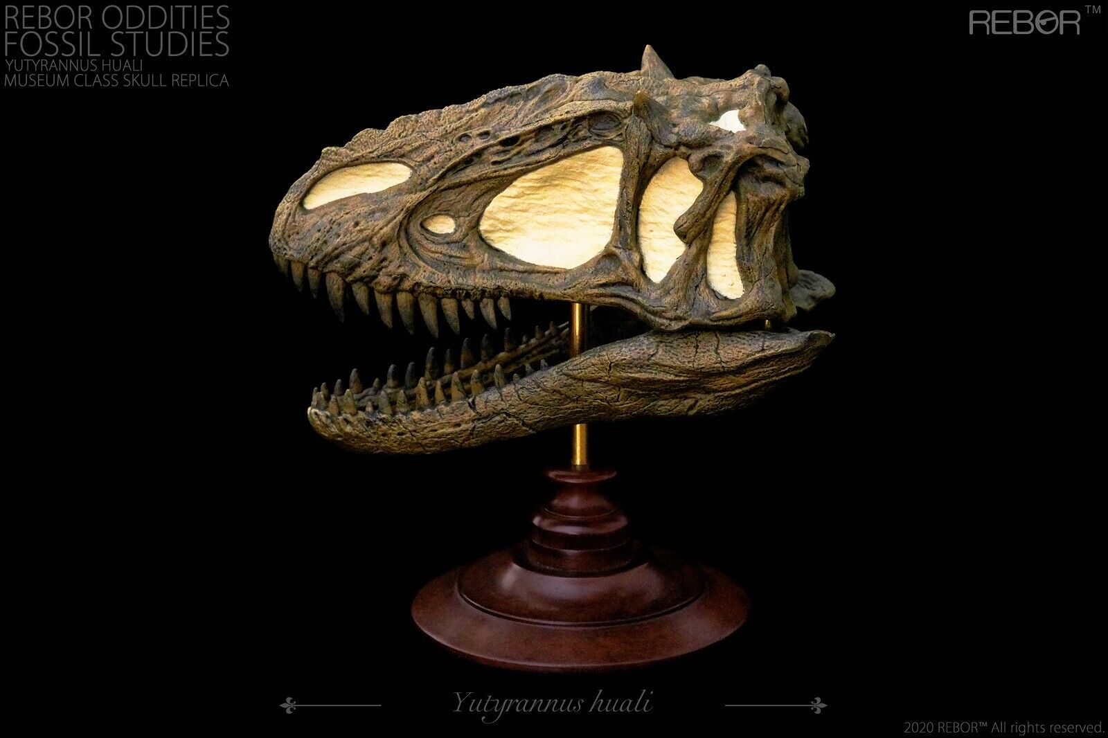 REBOR Oddities Fossil Studies Yutyrannus Huali Museum Class Skull