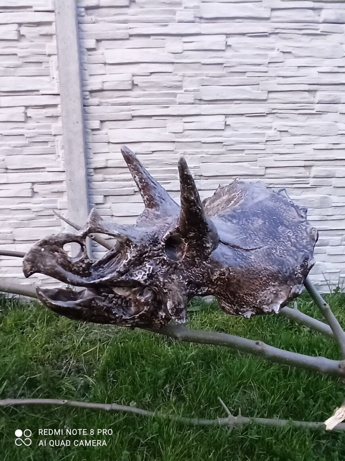 Triceratops dinosaurus skull fosil replica 1/2 size