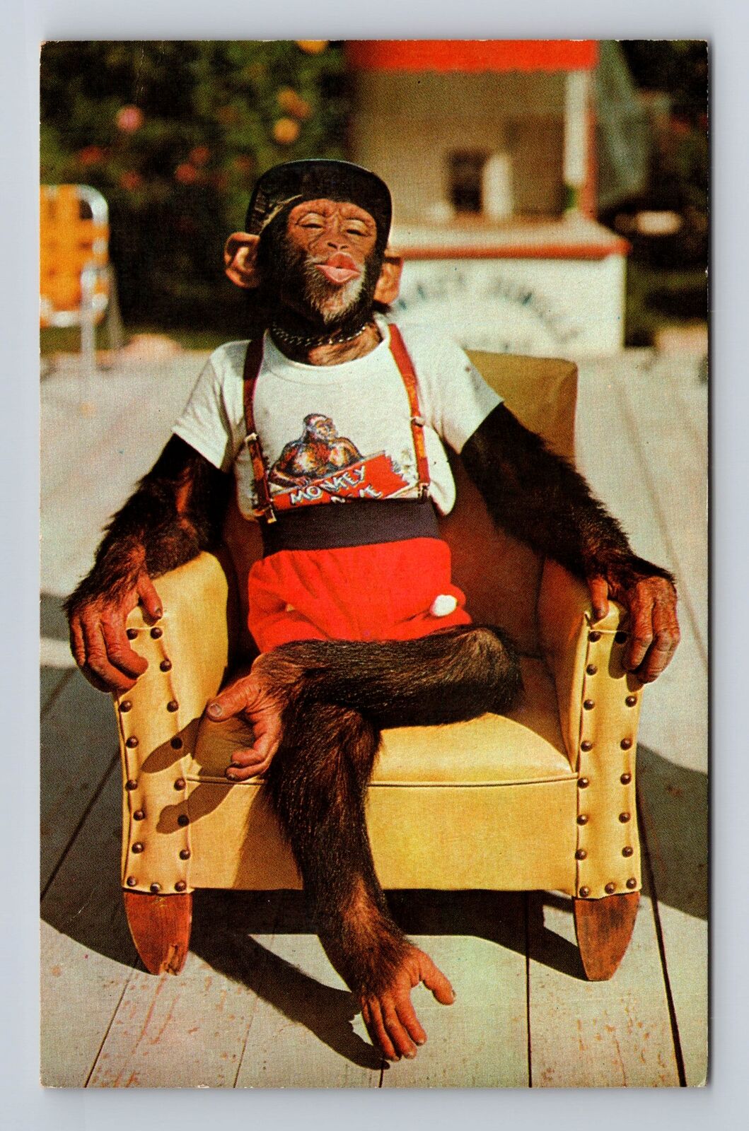 Miami FL-Florida, Chimpanzee at Monkey Jungle, Antique Vintage Souvenir Postcard