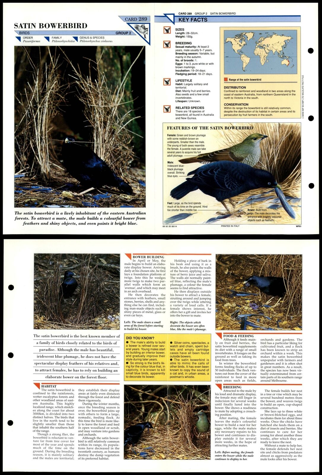 Satin Bowerbird #289 Birds Wildlife Fact File Fold-Out Card