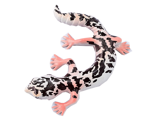 Blue Ocean Geckos - Planet WOW All 20 Different Geckos to Choose From