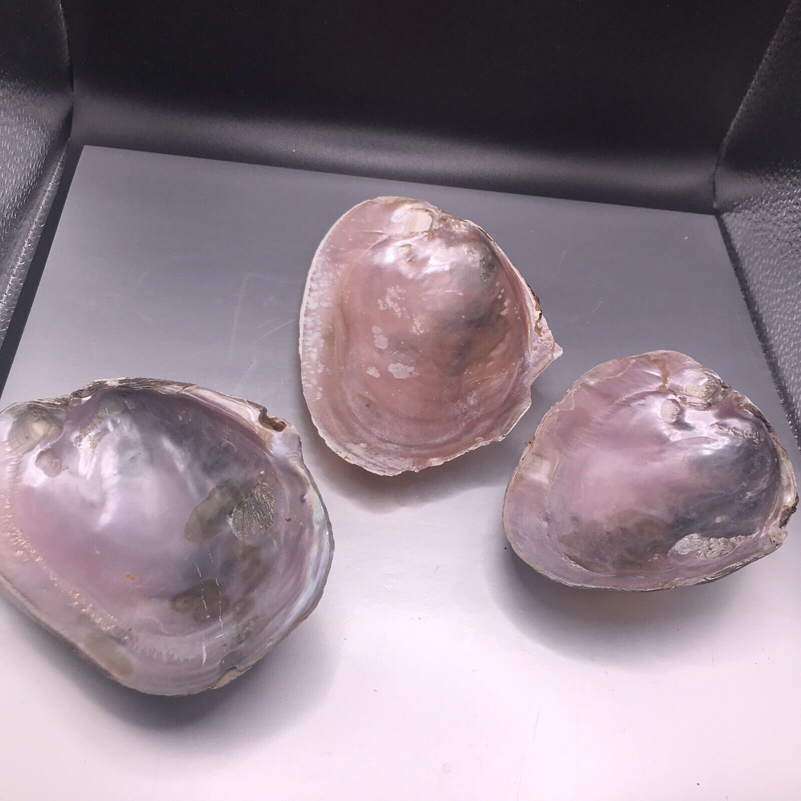 3 Purple Pink Iridescent Sea Shell One Side Polished Beach Craft 6.5”
