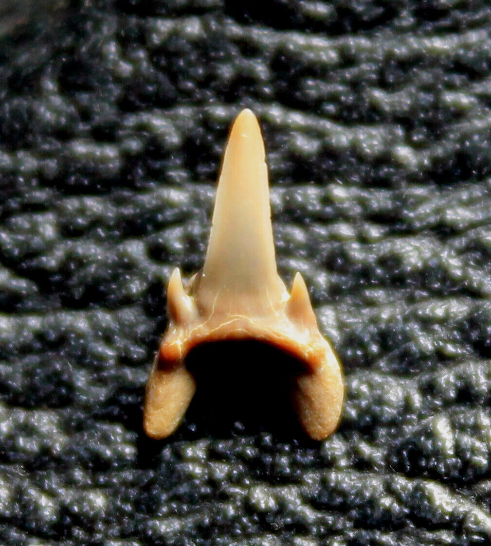Striatolamia rossica - Eocene fossil Shark Tooth