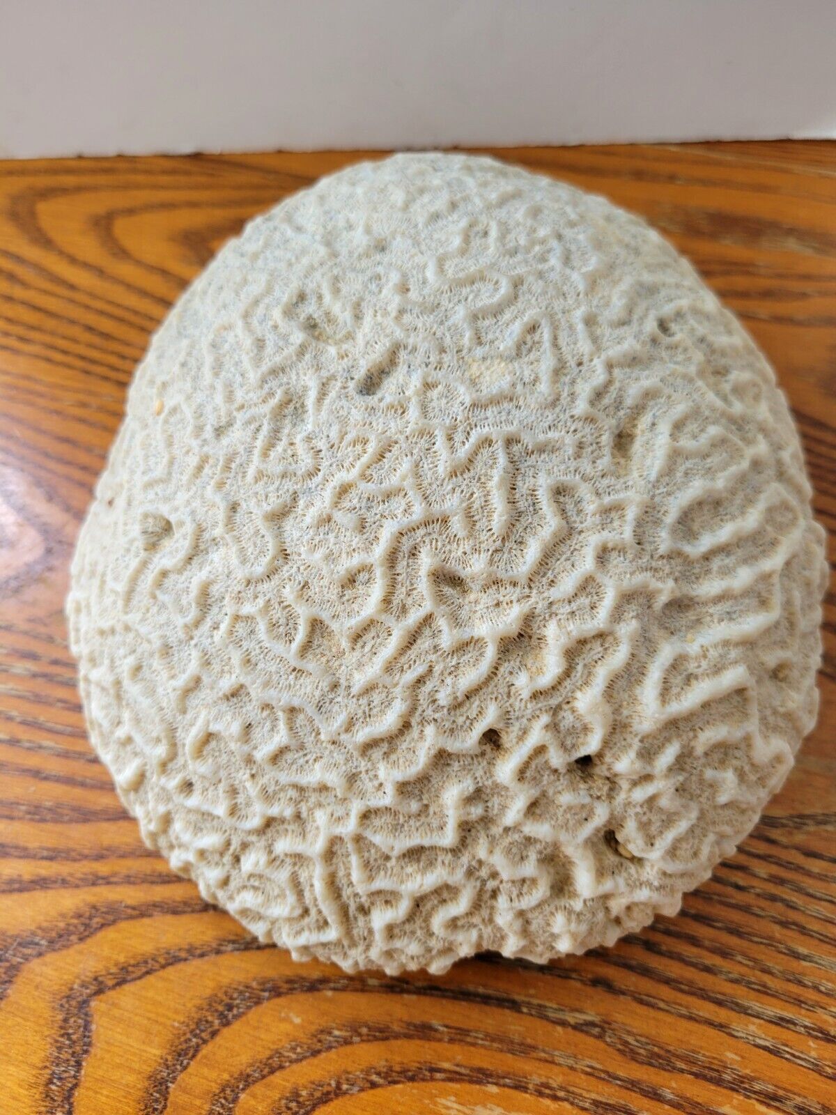 White brain coral from the tropical islands