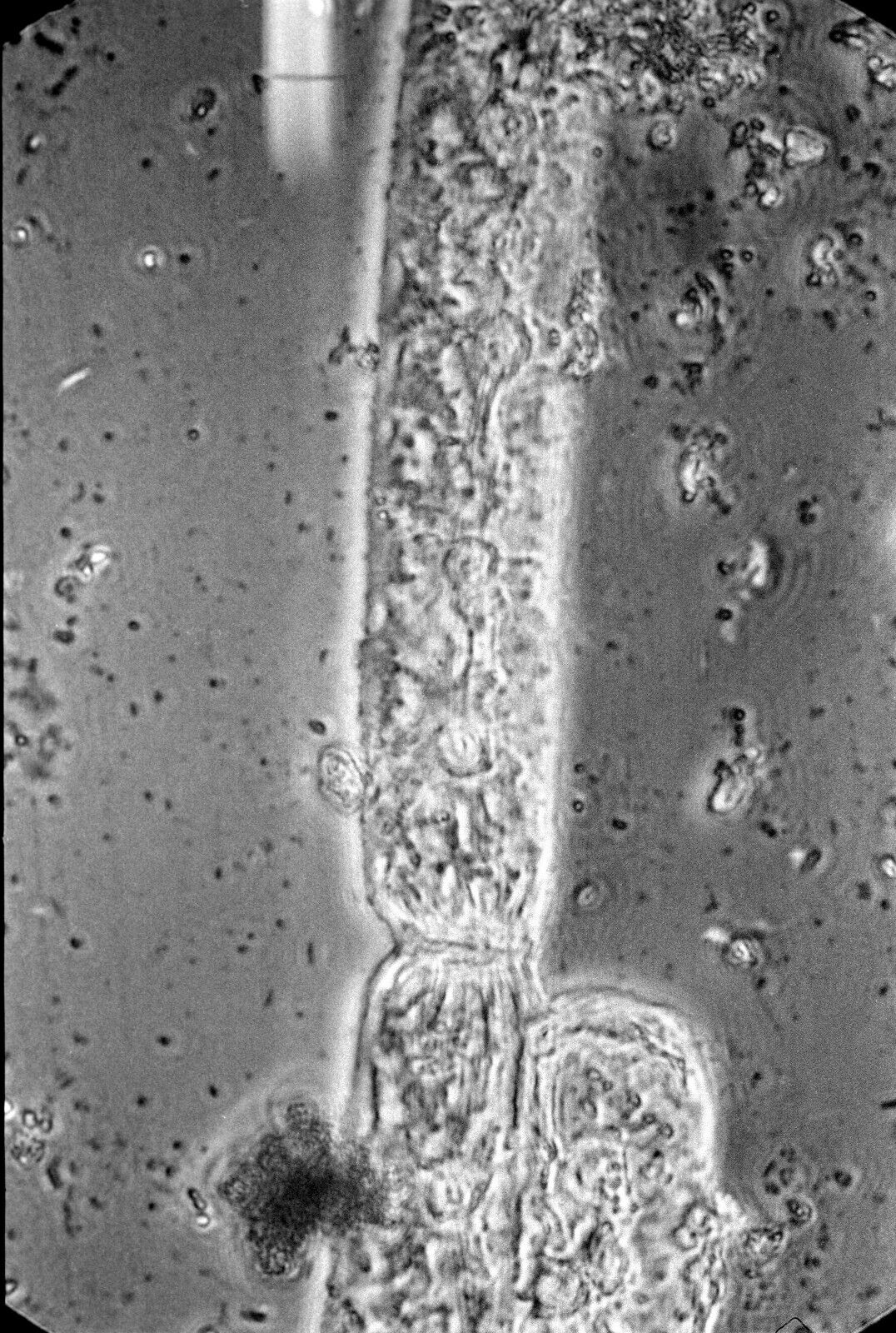 Vintage 35 mm B&W Negatives (6) Micrographs Aquatic Organisms 1970s Jerry Sims