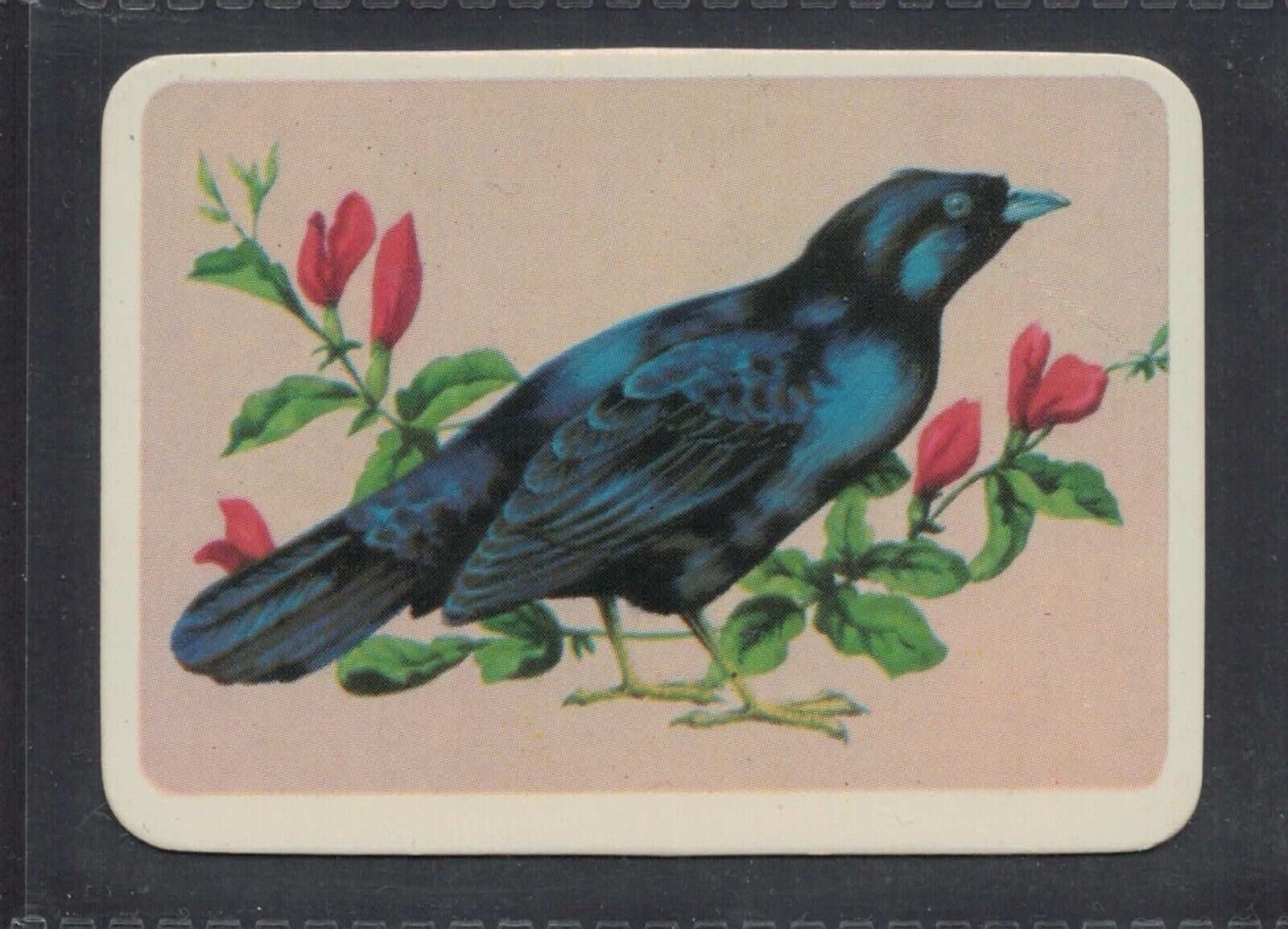 SATIN BOWER BIRD - 50 + year old Aus Trade Card # 9