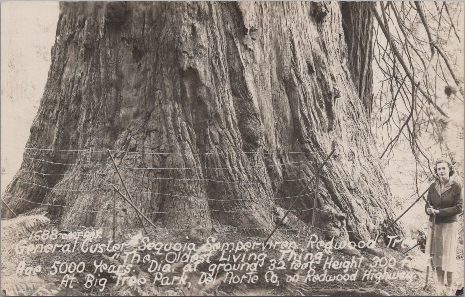 RPPC Postcard General Custer Sequoia Redwood Tree Del Norte California 