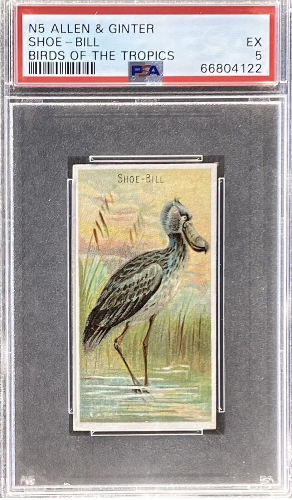 1889 N5 Allen & Ginter Birds Of The Tropics SHOE BILL PSA 5 EX