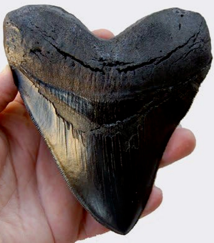 5.5 Inch Megalodon (Carcharodon Megalodon) Tooth, Black with Serrations ( ) #126