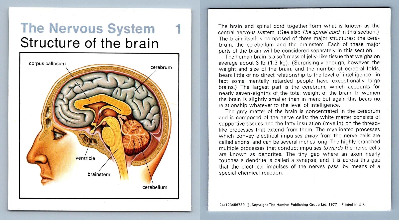 Structure Of Brain #1 Nervous System Home Medical Guide 1975-8 Hamlyn Card