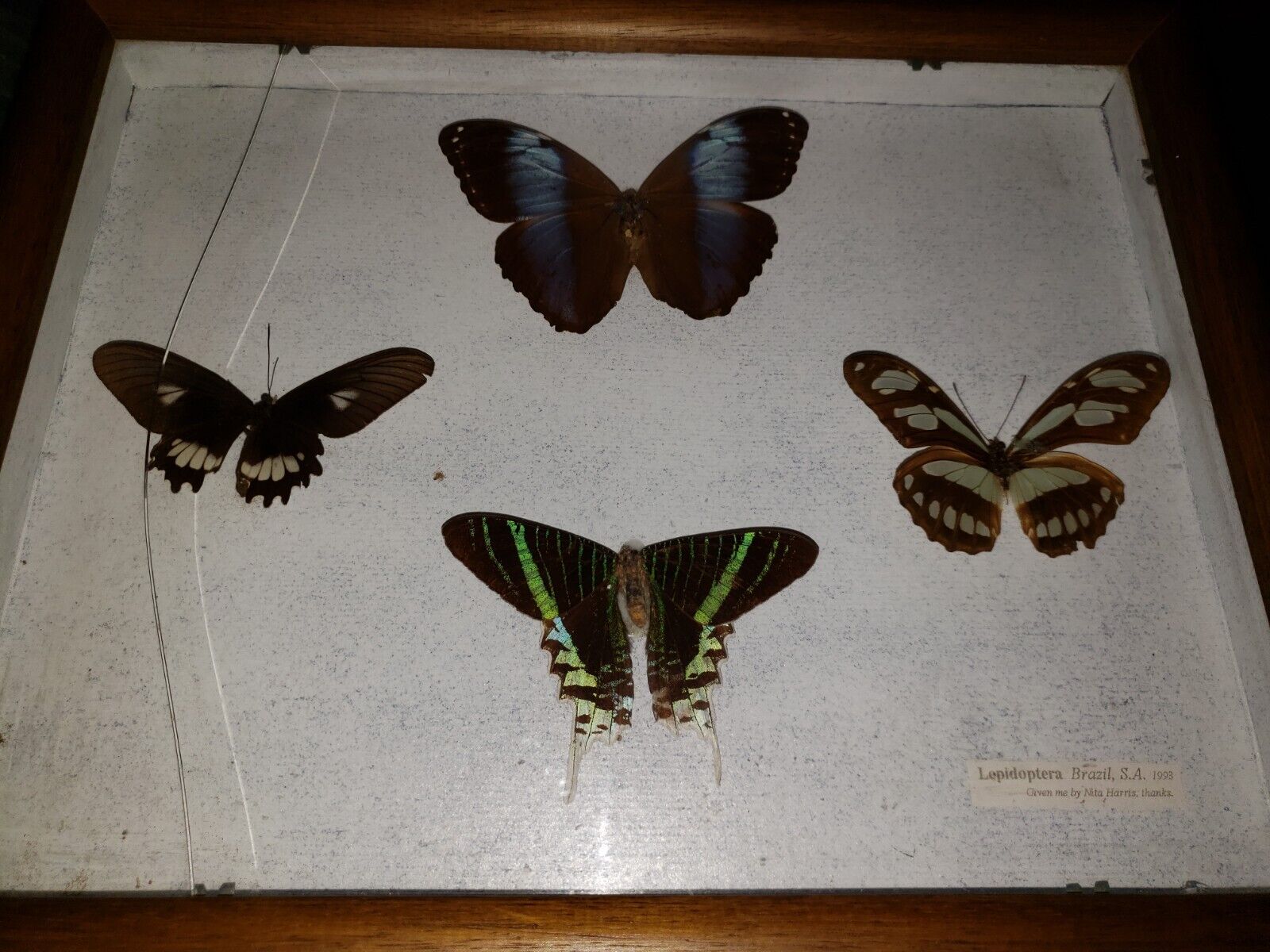 Framed Butterflies Real Taxidermy. Brazil S.A. Species