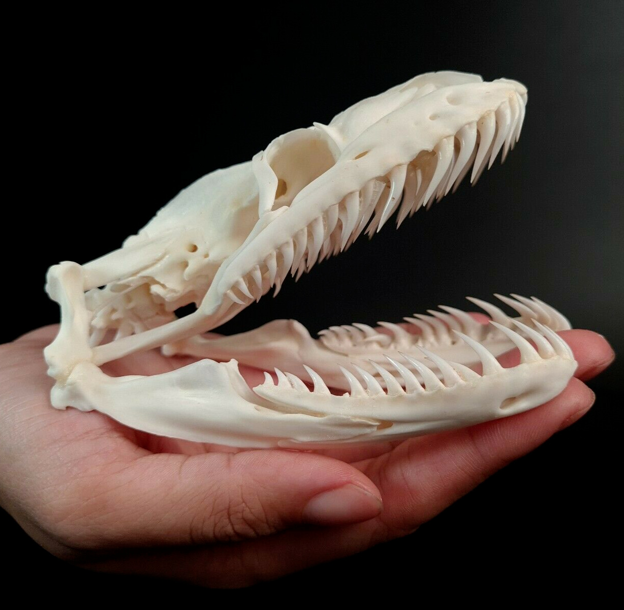Real Python skull 11 cm, Snake skull, snake taxidermy, snake skeleton
