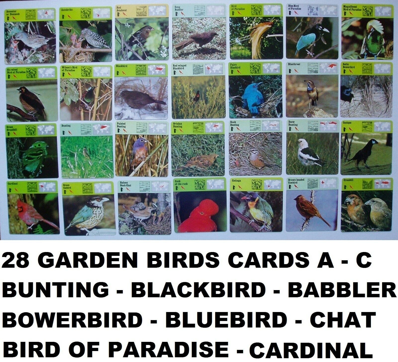 28 Garden Bird CARDS - BUNTING - BLACKBIRD - BOWERBIRD - BIRD OF PARADISE - CHAT