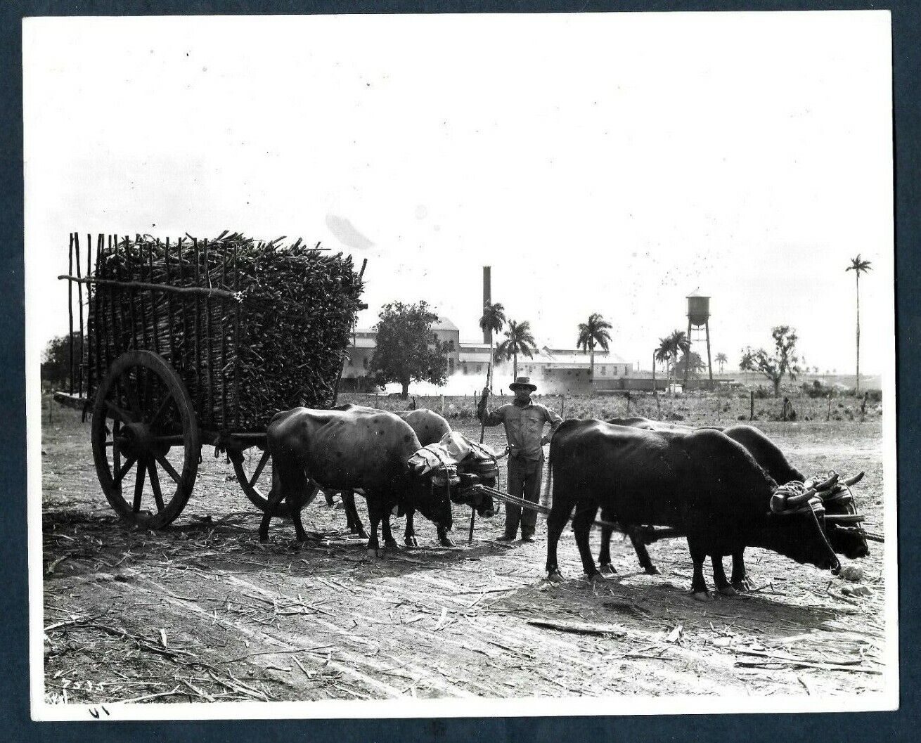 CUBAN AGRICULTURE FARMER & OXEN DRAWN SUGAR CANE CART CUBA 1940s VTG Photo Y 196