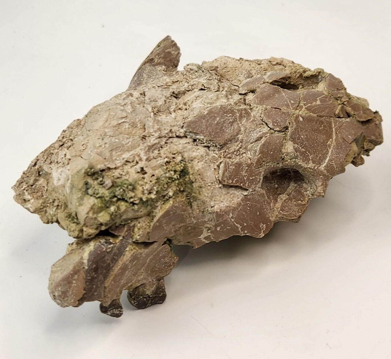 Oreodont Skull Fossil - White River Group - Brule Fm. - Crawford, NE - Oligocene