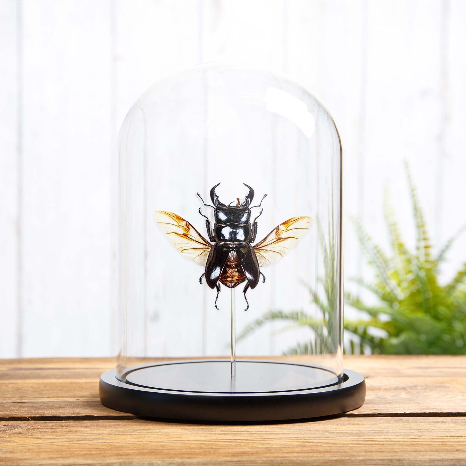 Wing-spread Giant Stag Taxidermy Beetle in Glass Dome (Dorcus titanus)
