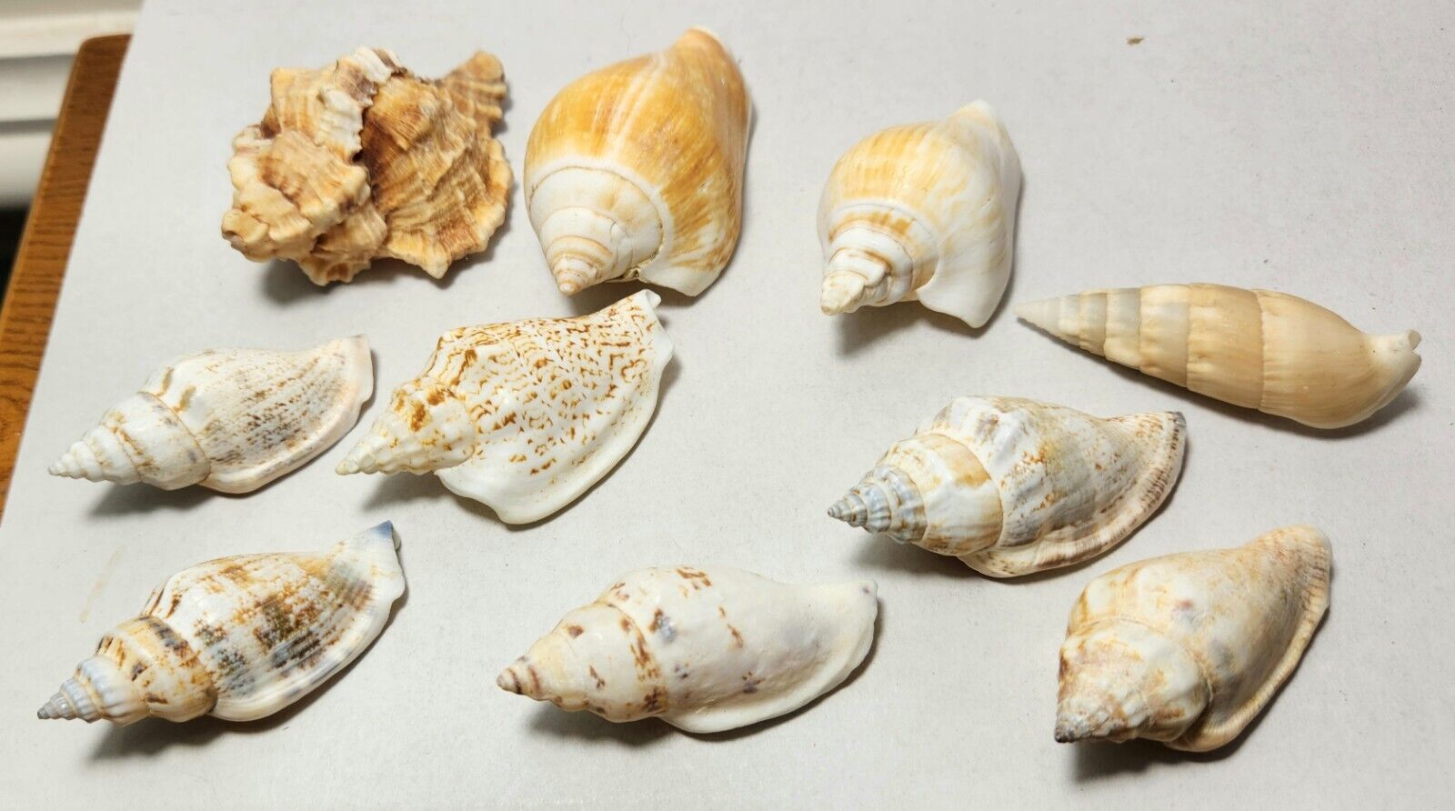 10 Small Conch Shell Seashells from 5 cm-6 cm Orange, Brown, White, Blue 116 gms