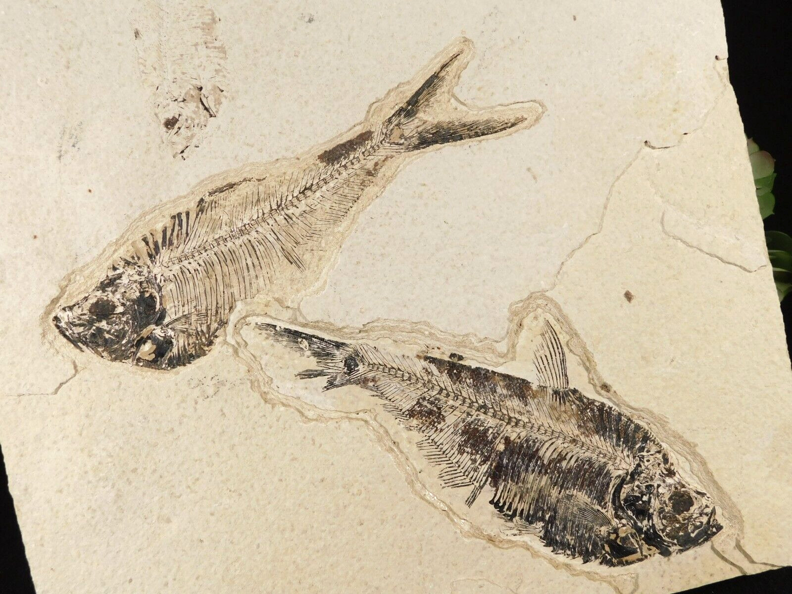 X-RAY BONES TWO BIG 100% Natural Diplomystus FISH Fossils Wyoming 1565gr