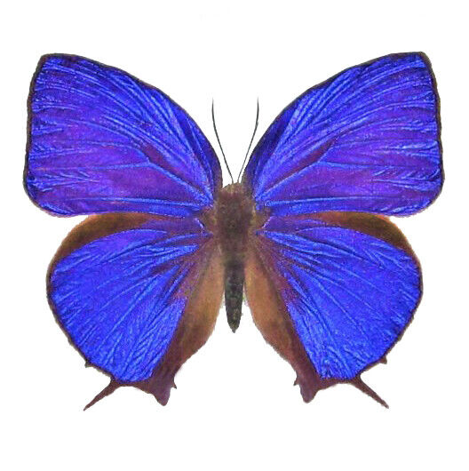 Arhopala hercules purple blue butterfly Indonesia unmounted wings closed