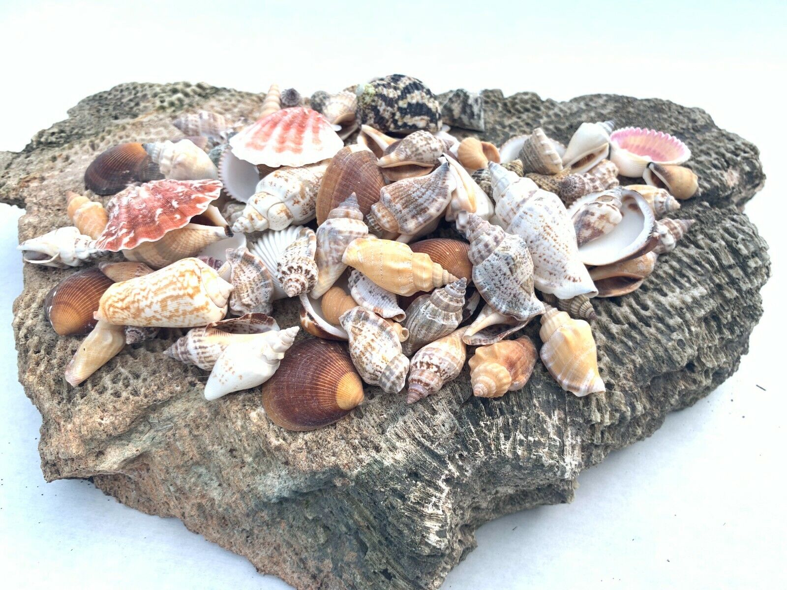 Medium Mixed Seashells Sea Shells Best Price US Seller  