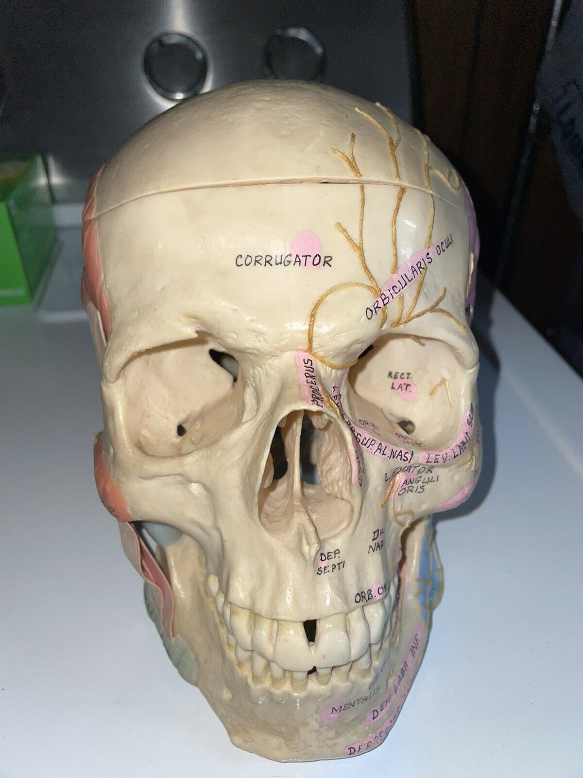 Old Vintage National Biological Labs Anatomical Model Life Size Human Skull 