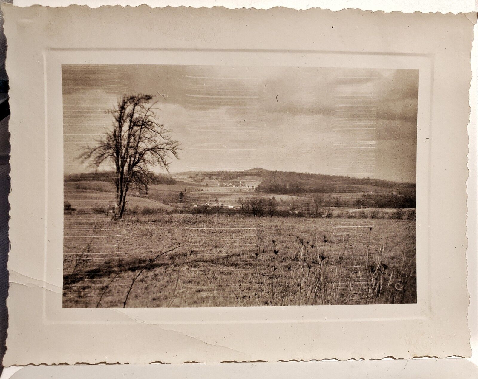 Vintage Old 1930\'s Simple Landscape Photo of Dead Tree & Rolling Hills LETT Co.