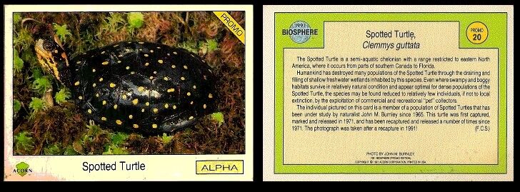 1991 SPOTTED TURTLE CLEMMYS GUTTATA #20 BIOSPHERE PROMO CARD **RARE**