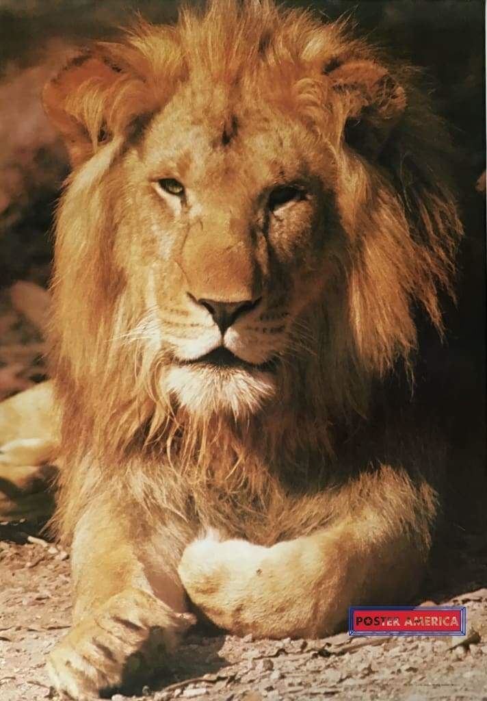 Male Lion Laying in the Sun vintage Poster 26.5 x 37.5