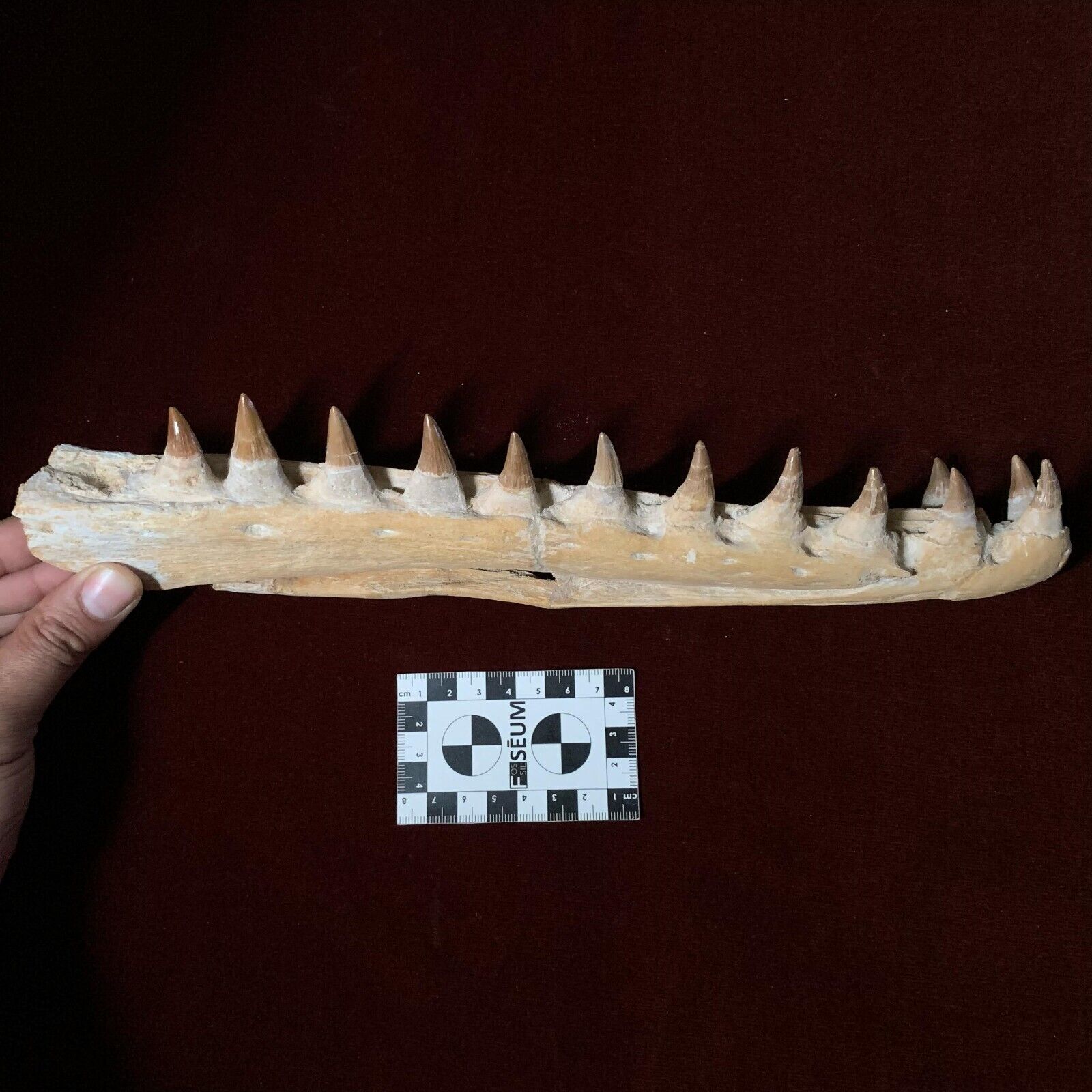 32.7 CM Mosasaur JAW Fossil With 13 Teeth Sea T.rex 100 Million Year Old Maxilla