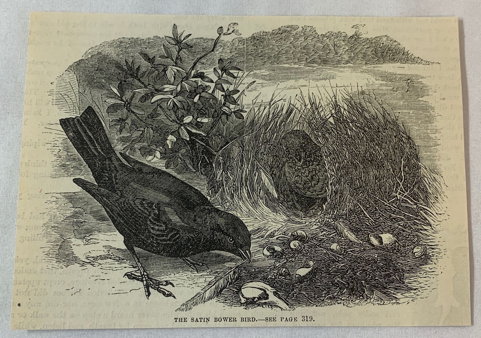 1876 magazine engraving ~ THE SATIN BOWER BIRD