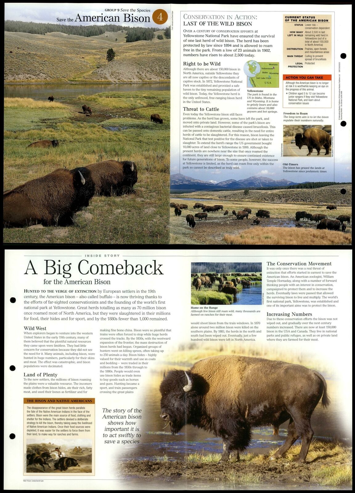 American Bison #4  - Save Species Discovering Wildlife Fact File Fold-Out Card